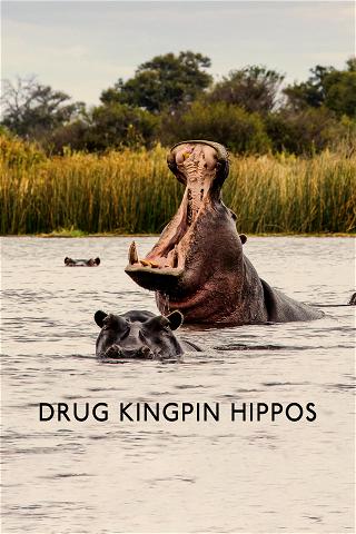 Drug Kingpin Hippos poster