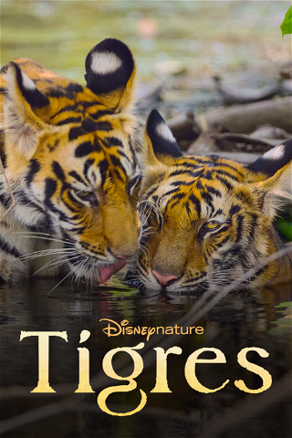 Tigres poster