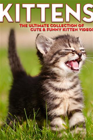 Kittens: The Ultimate Collection of Cute & Funny Kitten Videos poster