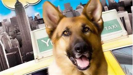 Cool Dog - Rin Tin Tin a New York poster
