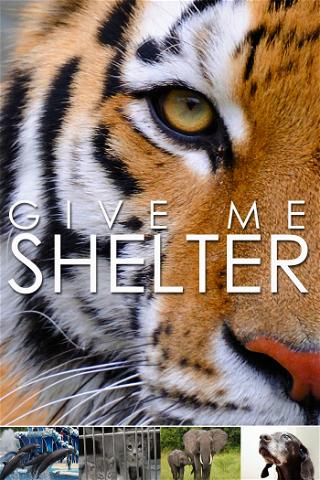 Give Me Shelter poster