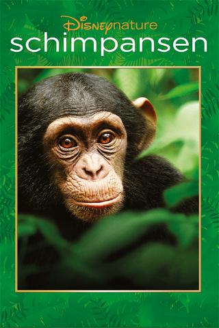 Schimpansen poster