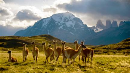 Epic Animal Migrations: Patagonia poster