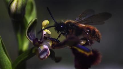Little Matters : Le règne des insectes poster