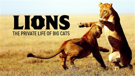 Løver: De store kattenes virkelige liv poster