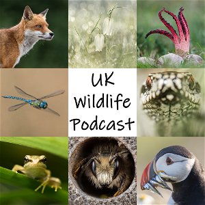 UK Wildlife Podcast poster