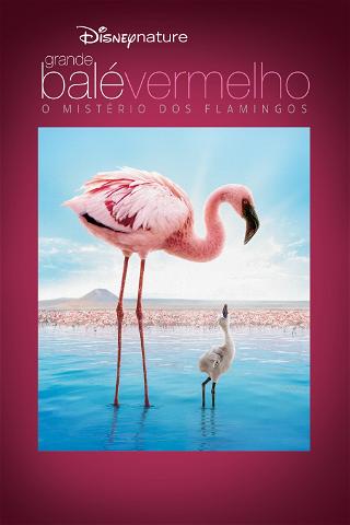 Grande Balé Vermelho: O Mistério dos Flamingos poster