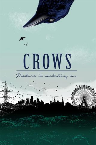 Crows – Nature Is Watching Us poster