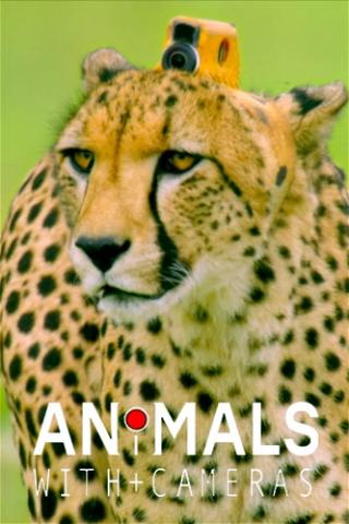 Animales con camaras poster