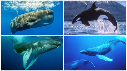 Wale: Die Giganten der Meere poster