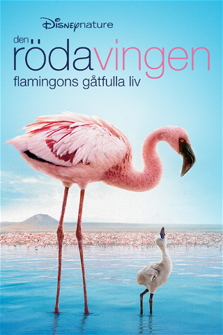 Den röda vingen: Flamingons gåtfulla liv poster