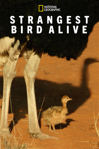 Strangest Bird Alive poster