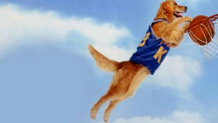Basketball-hunden poster