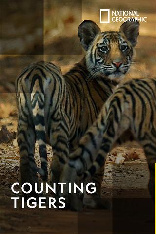 Counting Tigers poster
