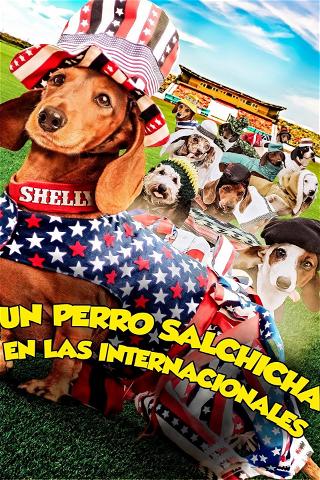 Un perro salchicha en las internacionales poster
