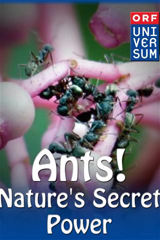Ants! - Nature's Secret Power poster