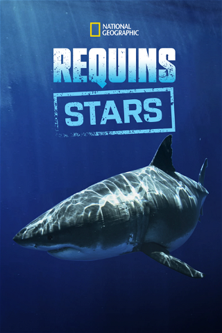 Requins stars poster