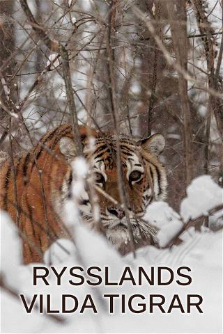 Rysslands vilda tigrar poster