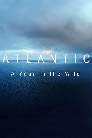 Atlantyk: rok z życia zwierząt poster