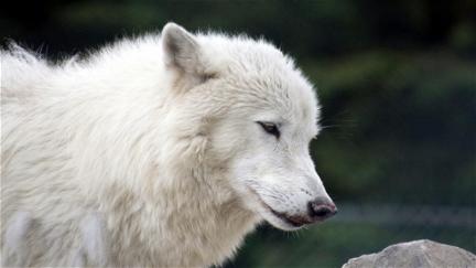 White Wolves - Verloren in der Wildnis poster