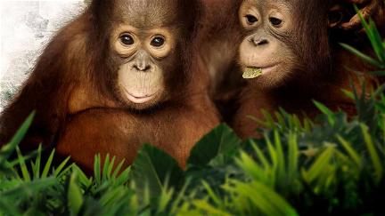 Orangutan Jungle School poster