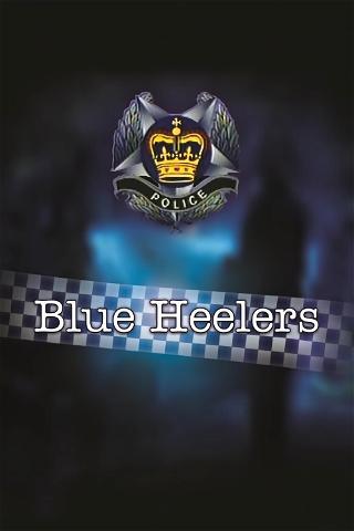 Blue Heelers poster