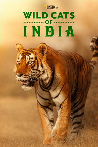 Dzikie koty z Indii poster