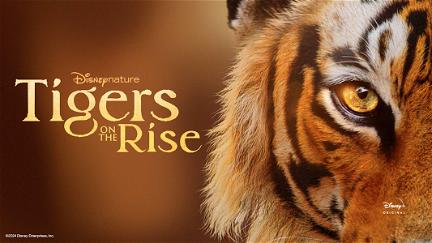 Tigers on the Rise poster