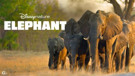 Os Elefantes poster