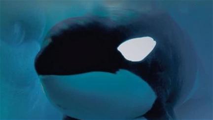 Keiko: The Untold Story of the Star of Free Willy poster