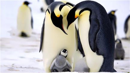 Pingüinos. Un espía en el grupo poster