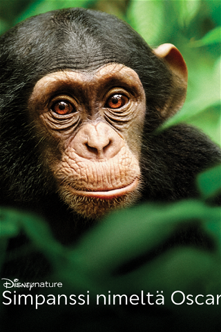 Simpanssi nimeltä Oscar poster