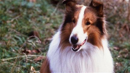 El regreso de Lassie poster