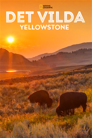 Det vilda Yellowstone poster