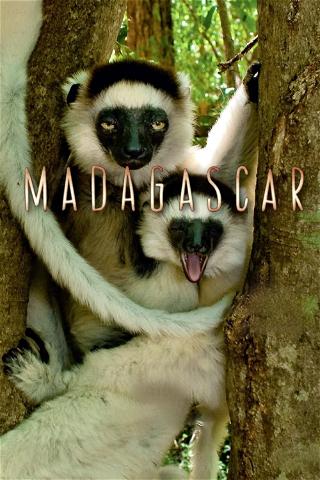 Madagaskar poster