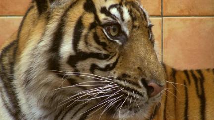 Sumatras letzte Tiger poster