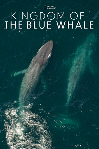 Kingdom Of The Blue Whale poster