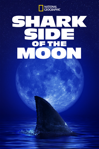 Shark Side of the Moon poster