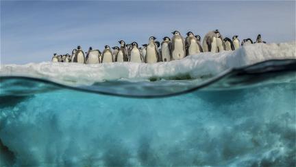 Antarktis - Die Reise der Pinguine poster