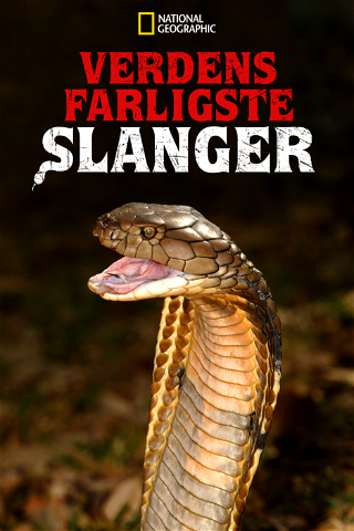 Verdens farligste slanger poster