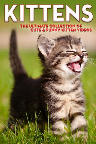 Kittens: The Ultimate Collection of Cute&Funny Kitten Videos poster