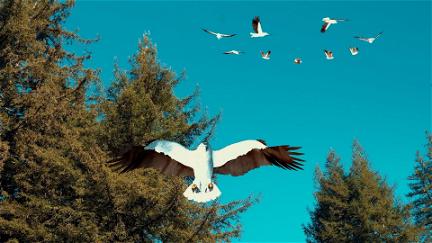 Birdemic 3: Sea Eagle poster