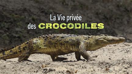 Krokodile - das wahre Leben der Urzeitechsen poster