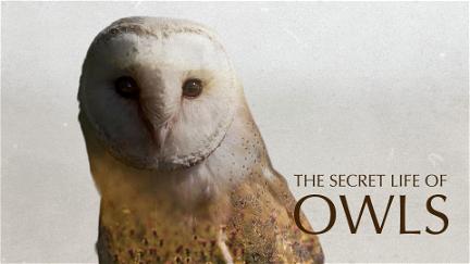 The Secret Life of Owls poster