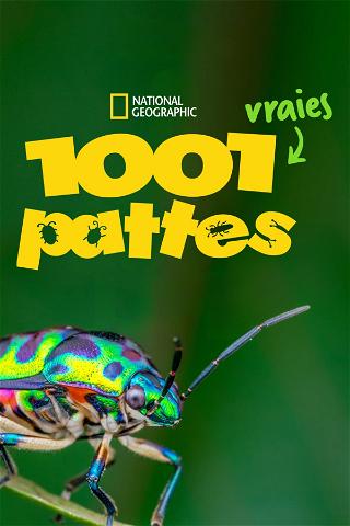1001 vraies pattes poster