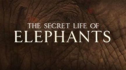 The Secret Life of Elephants poster