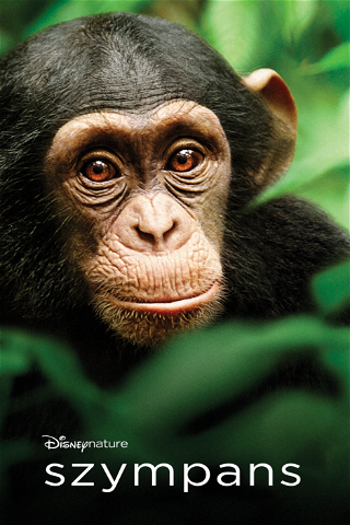 Szympans poster