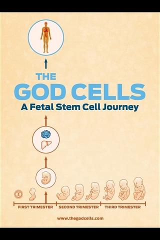 The God Cells: A Fetal Stem Cell Journey poster